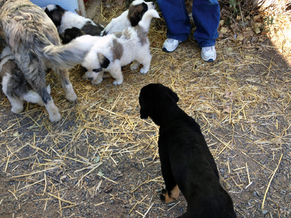 Livestock Guardian Dog